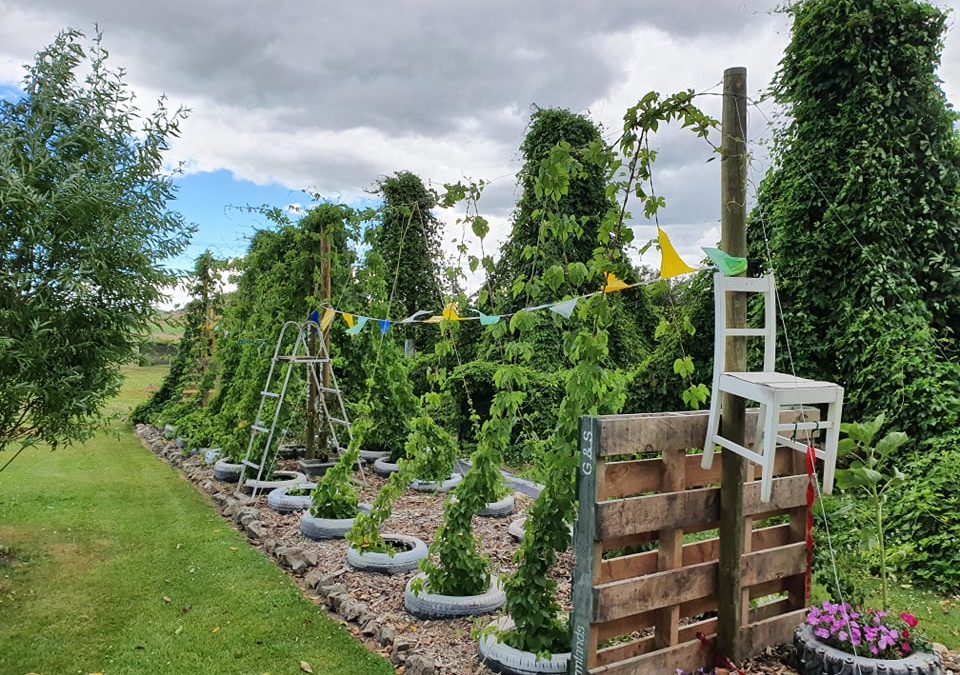 The Miracle of Southland’s Holy Hops